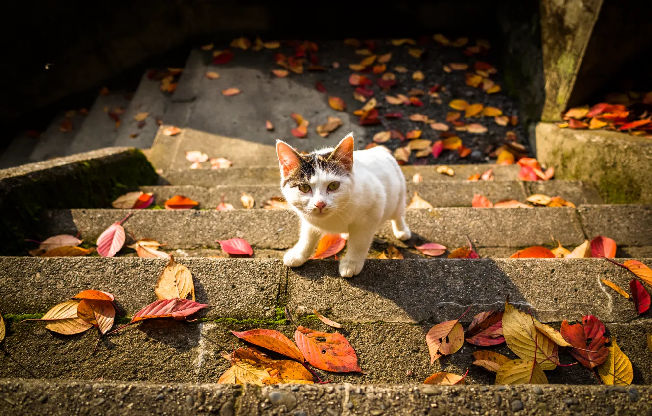 Photo wallpaper cat, look, leaves, ladder, autumn
