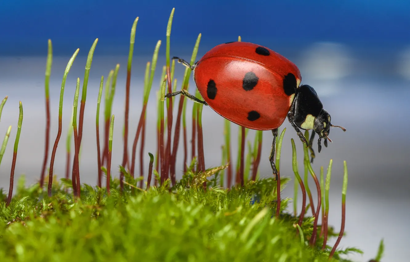 Photo wallpaper greens, macro, blue, ladybug, moss, beetle, blue background, bokeh