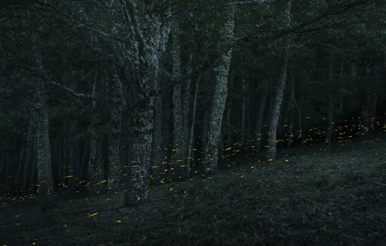 Photo wallpaper trees, night, lights, glare