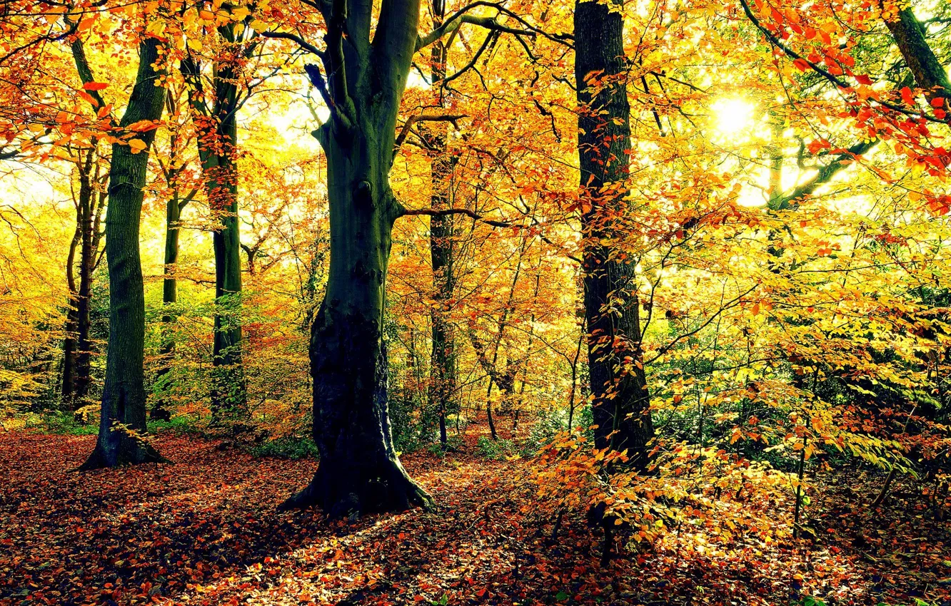 Photo wallpaper autumn, forest, the sun, trees, foliage