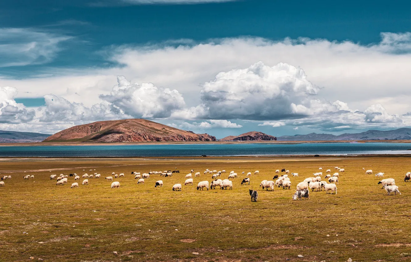 Photo wallpaper mountains, sheep, RAM
