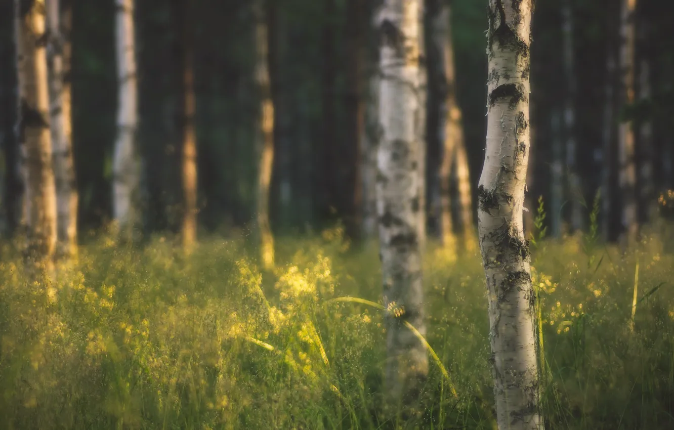 Photo wallpaper forest, grass, trees, nature, birch, the sun's rays