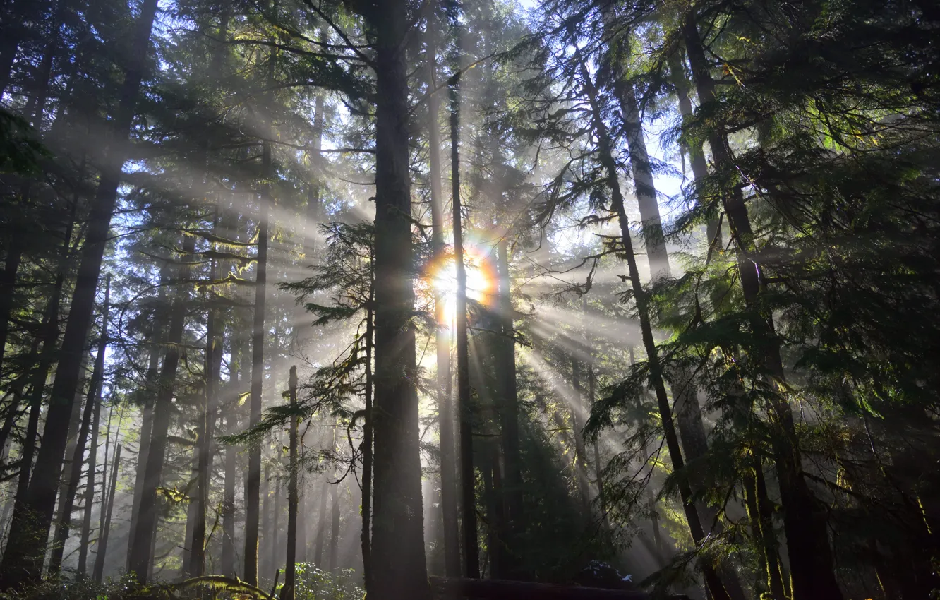 Photo wallpaper forest, the sun, rays, trees, nature
