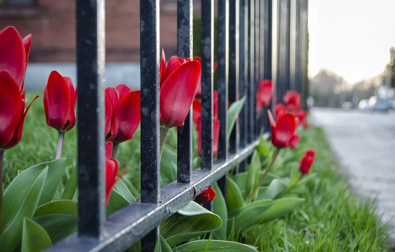 Photo wallpaper road, flowers, nature, the fence, spring, the fence, tulips