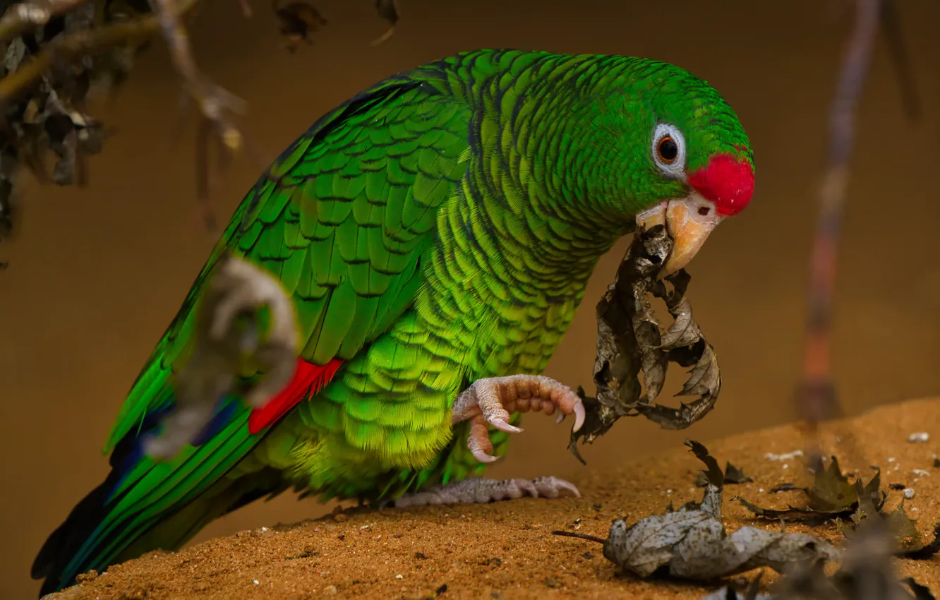 Photo wallpaper leaves, pose, green, bird, parrot