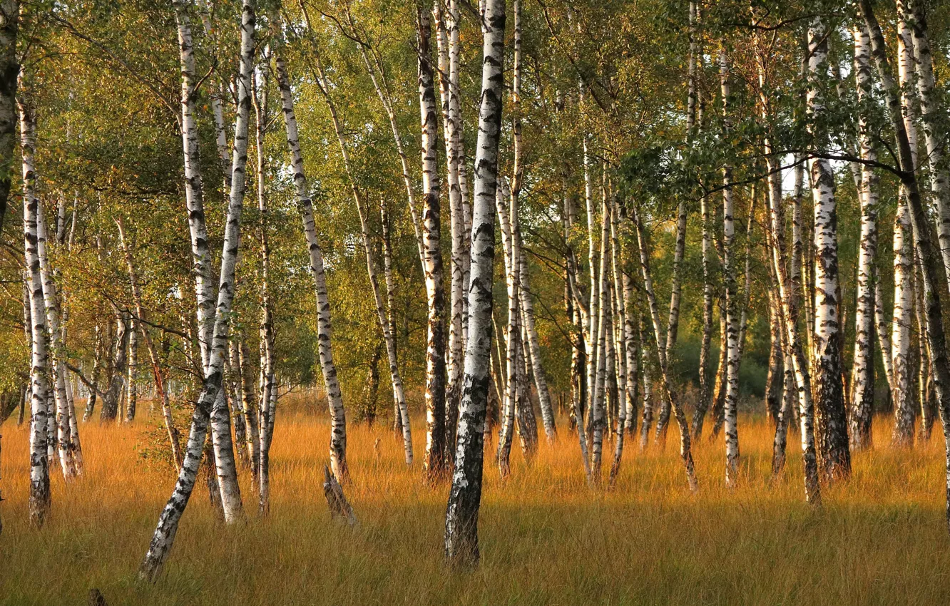 Photo wallpaper autumn, birch, grove
