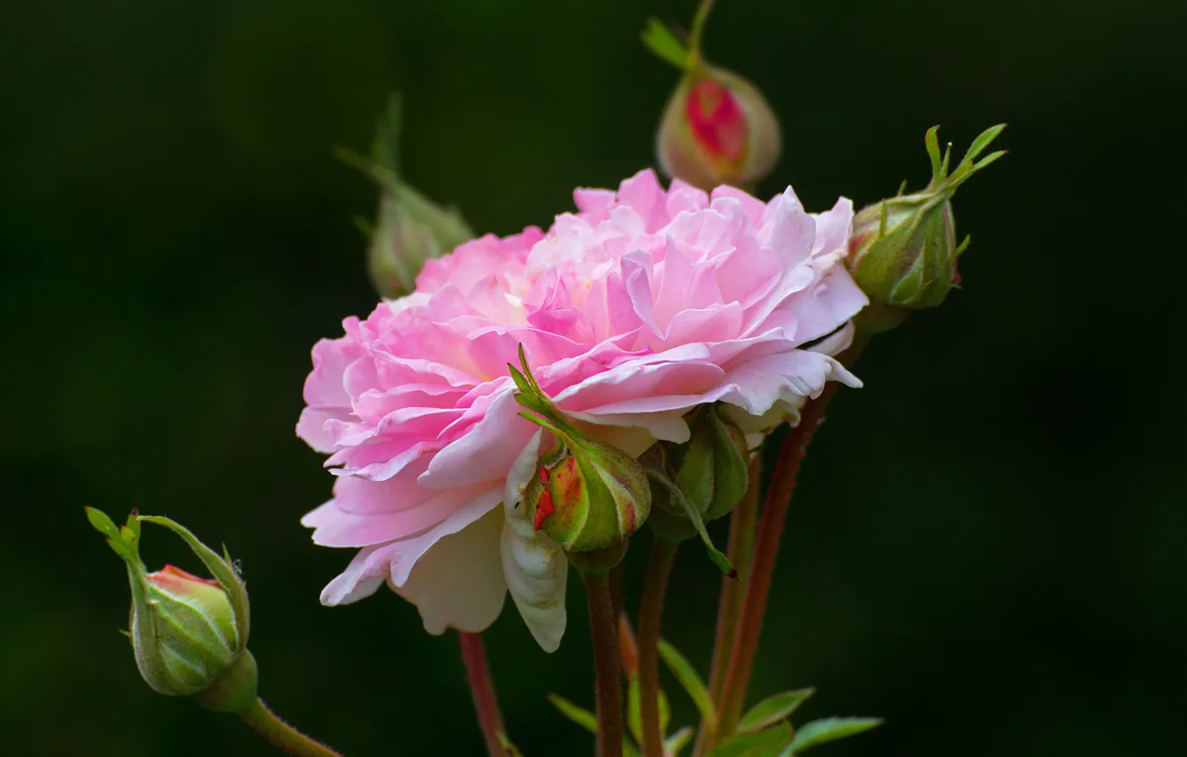Photo wallpaper macro, background, roses, pink, buds, bokeh, closeup