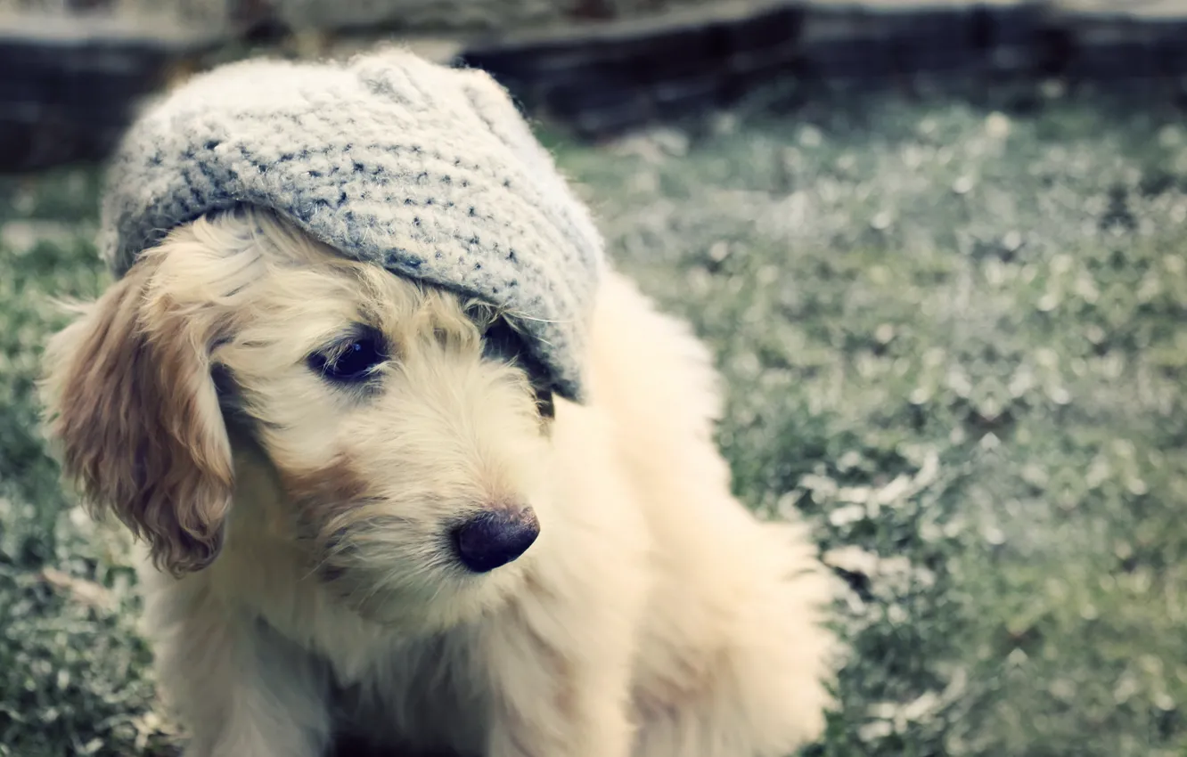 Photo wallpaper dog, puppy, hat