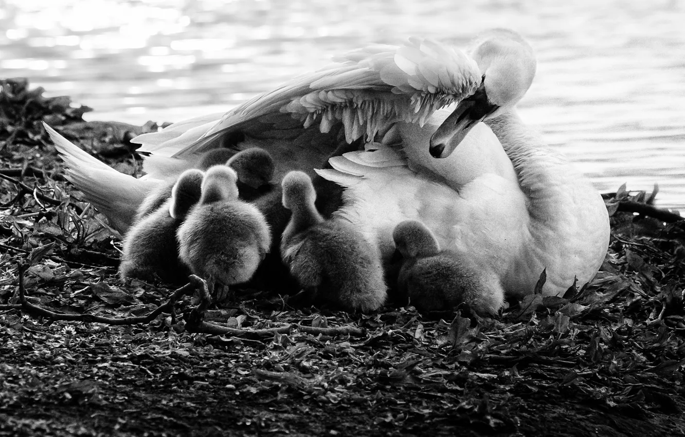 Photo wallpaper love, swan, children, puppies, mother, Bedtime