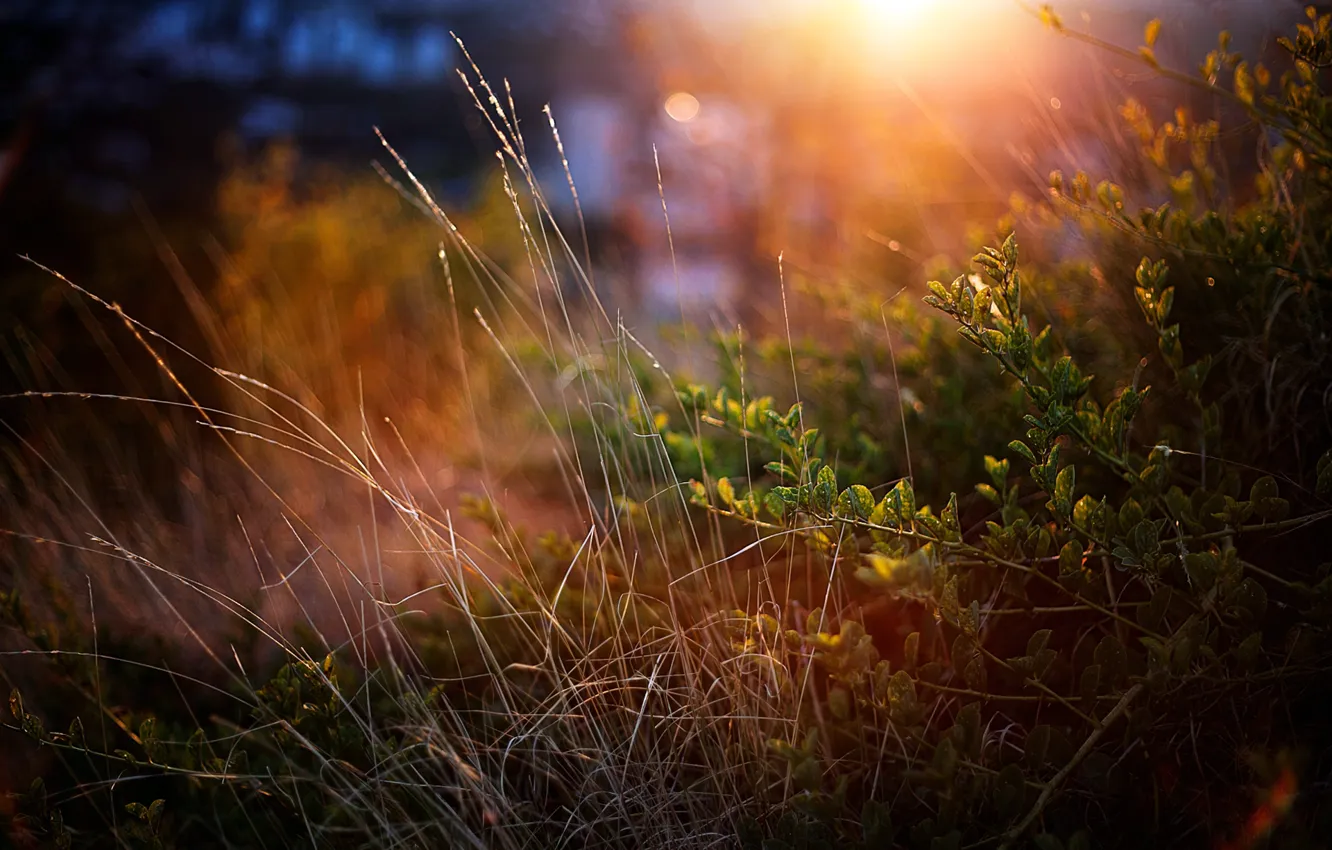 Photo wallpaper greens, grass, macro, sunset, the bushes
