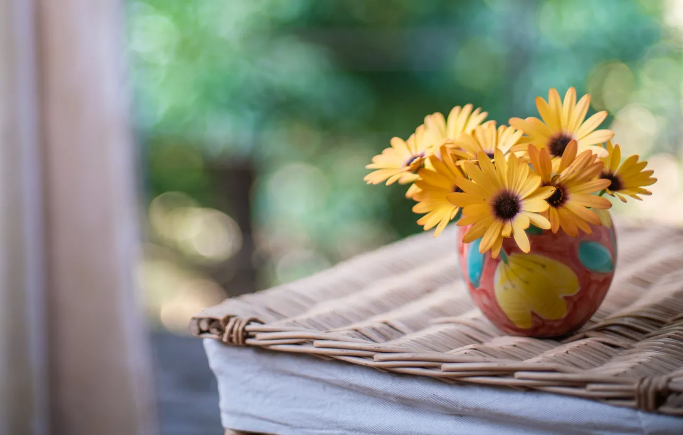 Photo wallpaper flowers, yellow, Osteospermum
