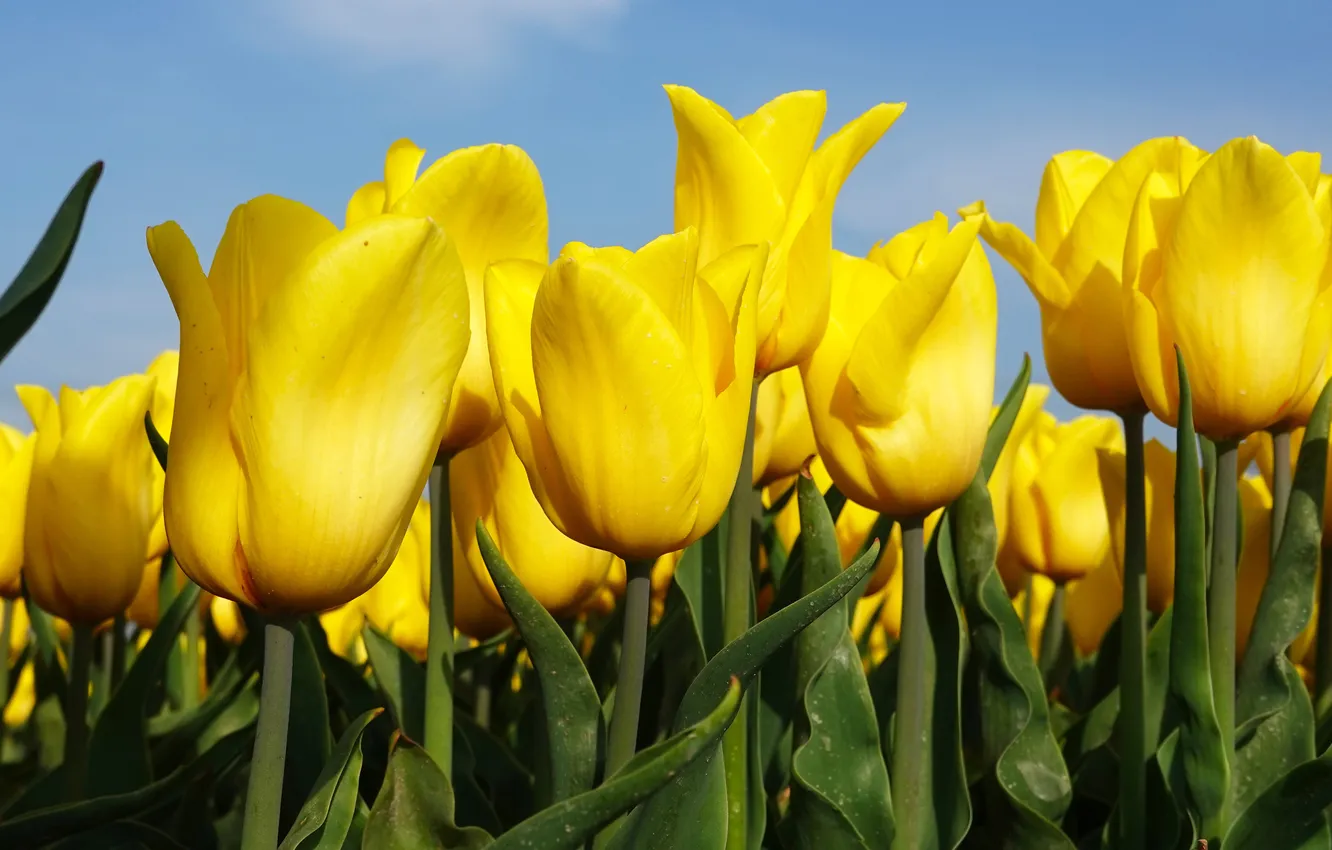 Photo wallpaper field, leaves, light, flowers, yellow, spring, stem, tulips