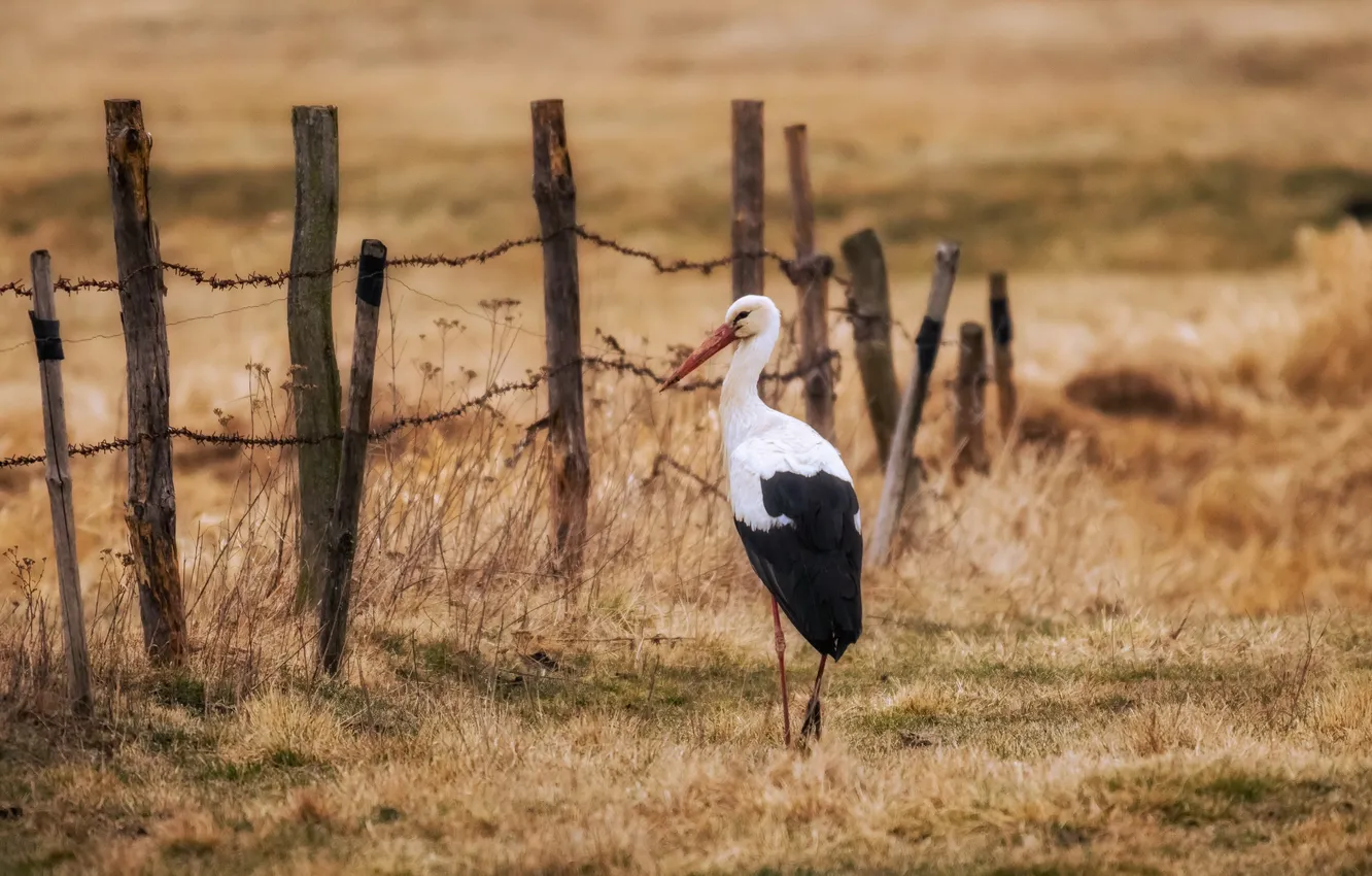 Photo wallpaper bird, the fence, stork