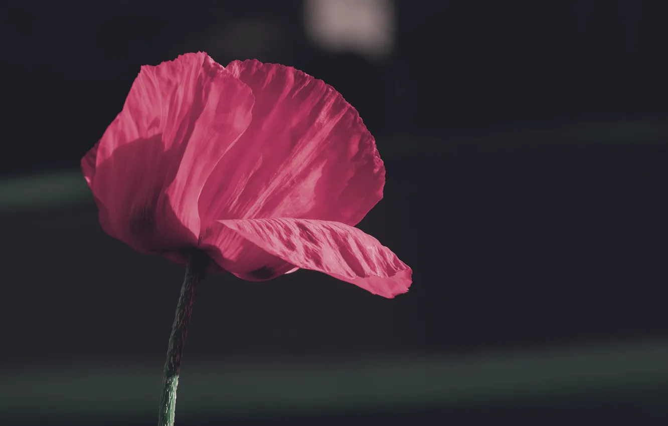 Photo wallpaper flowers, Mac, petals