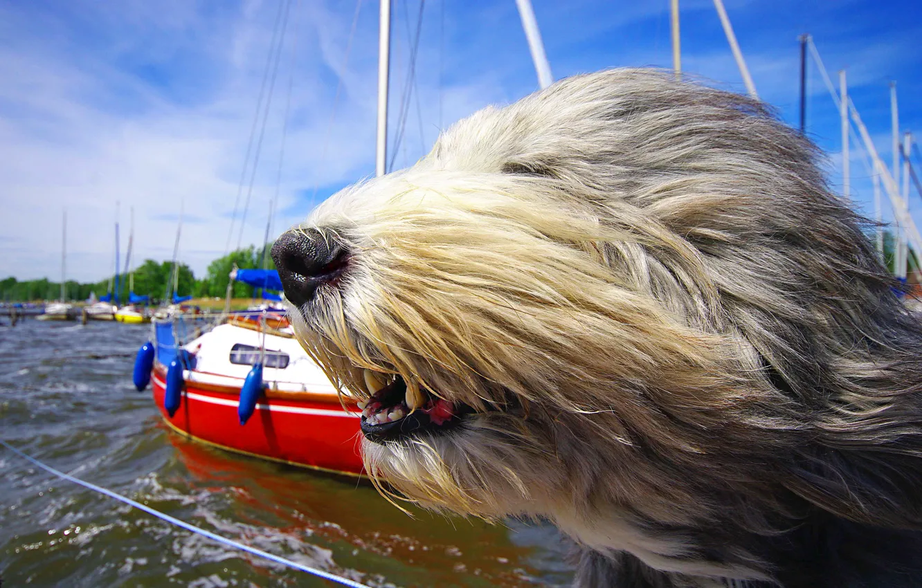 Photo wallpaper face, the wind, dog, yachts, Bearded collie, salty dog