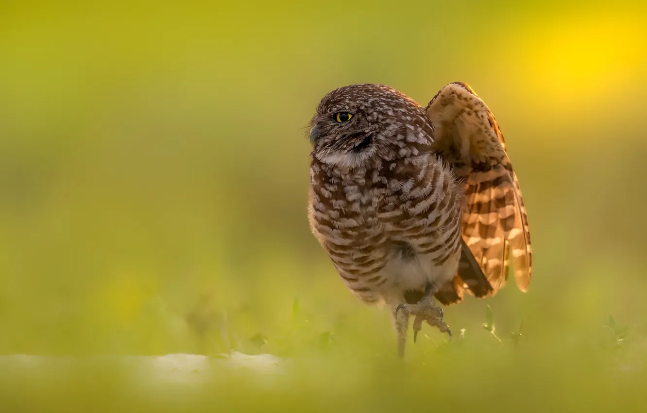 Photo wallpaper nature, bird, Burrowing owl