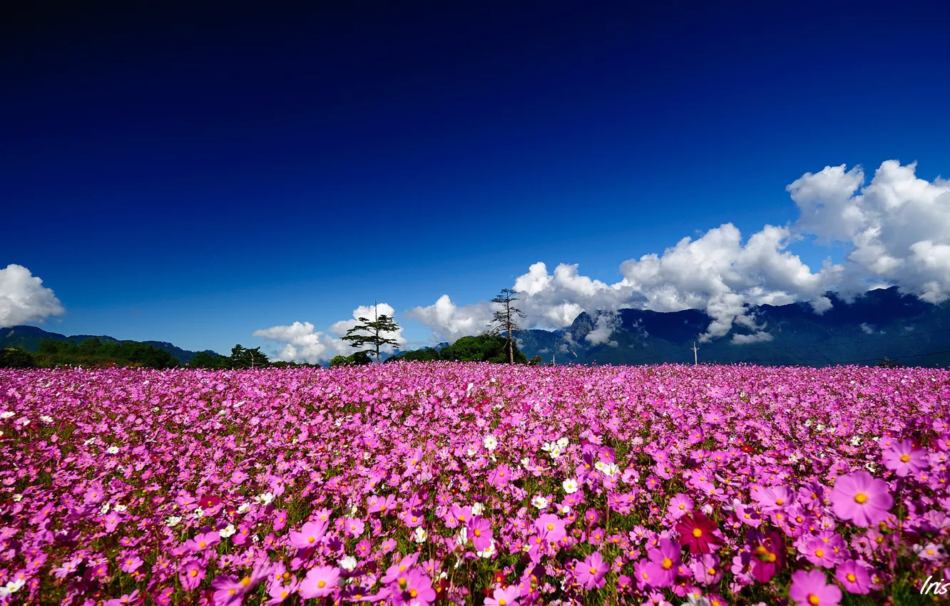 Photo wallpaper field, summer, clouds, trees, flowers, mountains, hills, pink