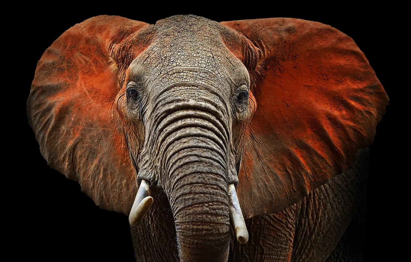 Photo wallpaper elephant, ears, mammal