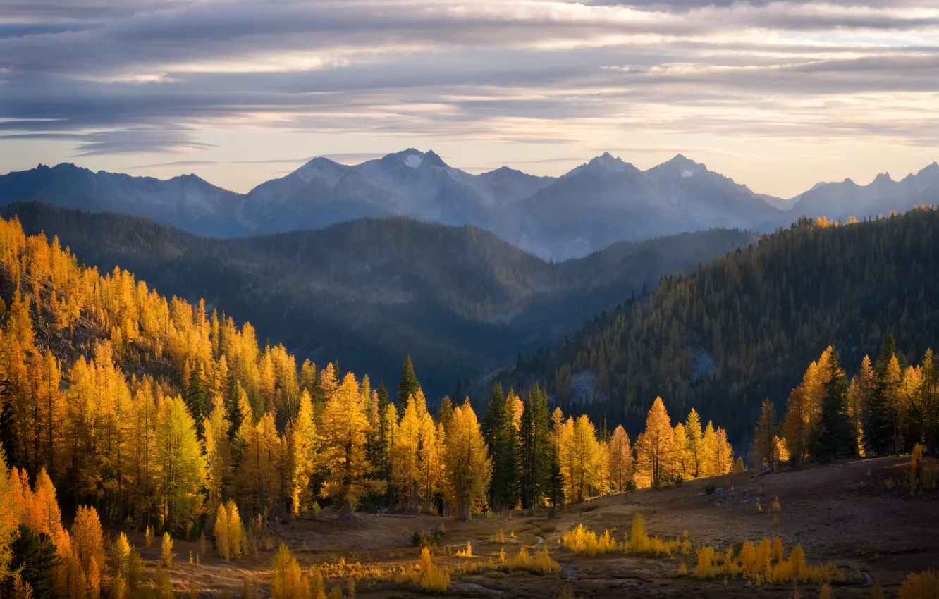 Photo wallpaper autumn, forest, mountains, fog, tops, haze, larch