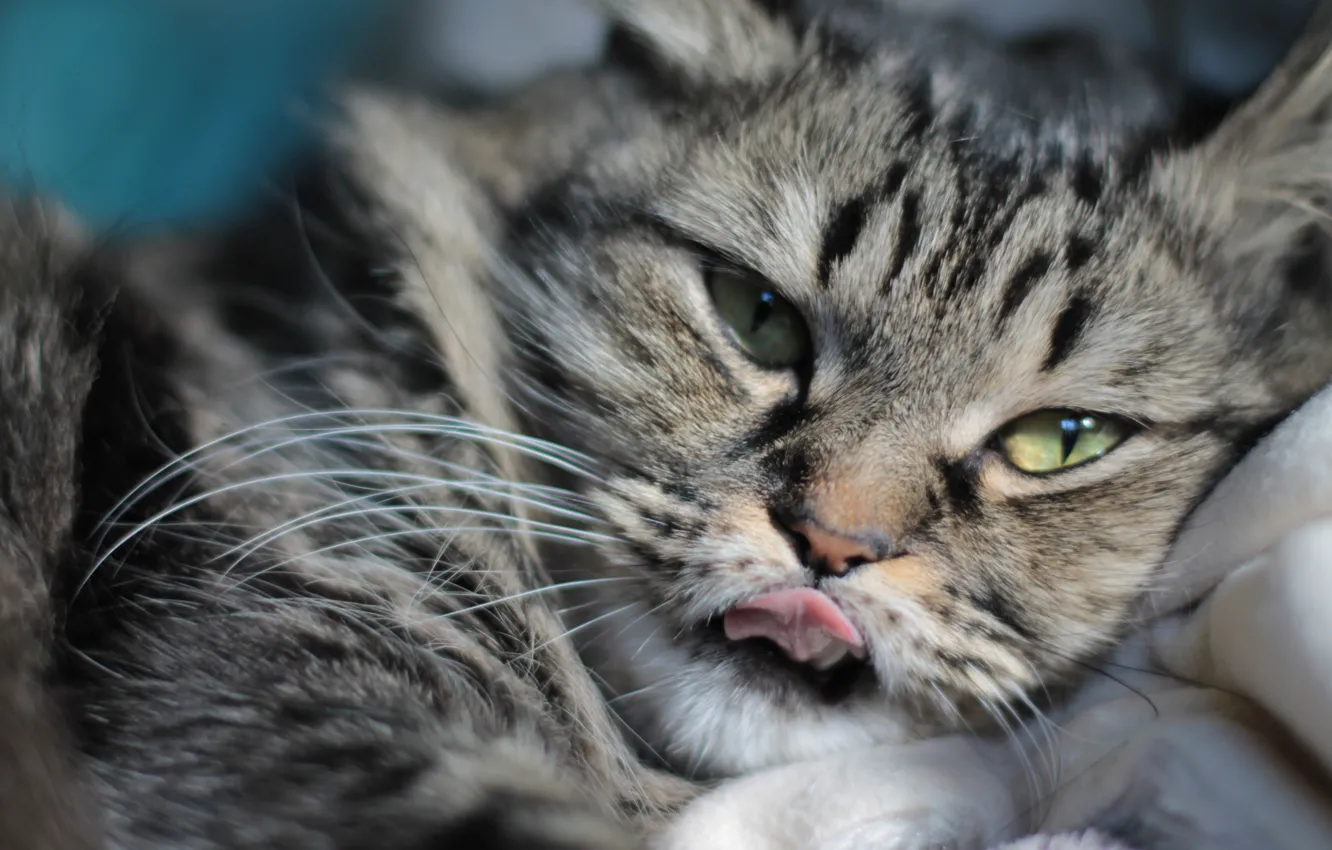 Photo wallpaper language, cat, mustache, look, muzzle