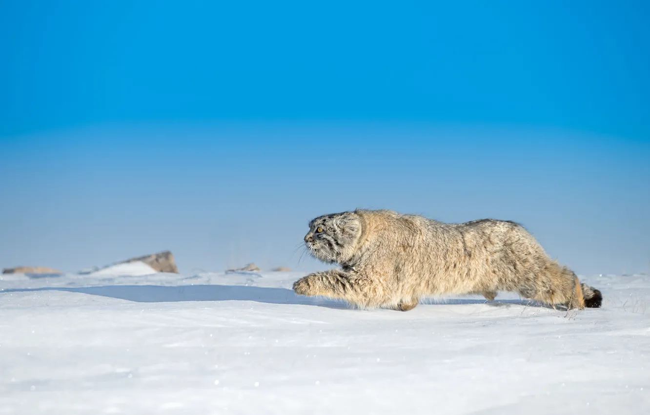 Photo wallpaper winter, cat, cat, snow, manul