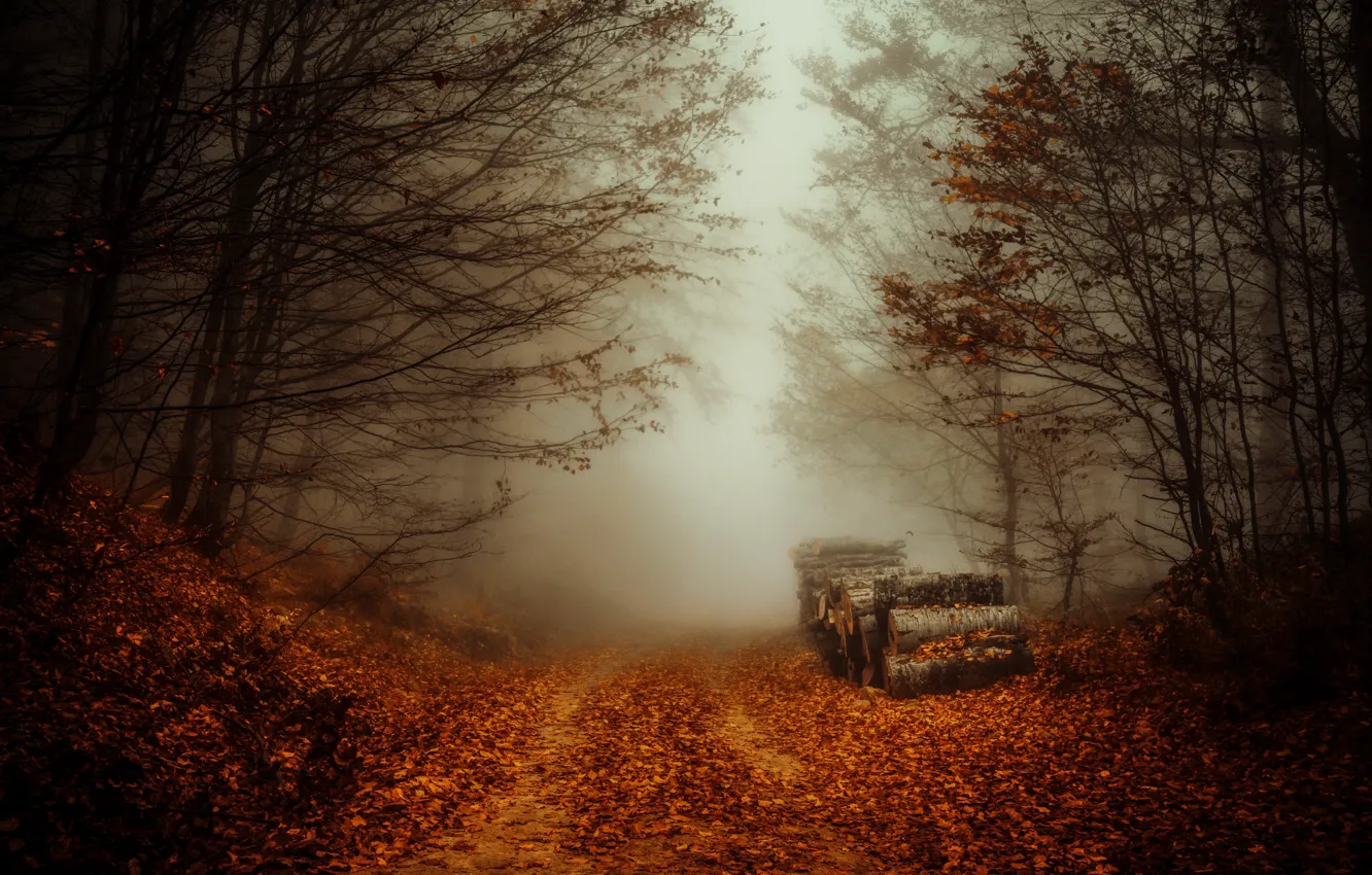 Photo wallpaper road, autumn, forest, fog, logs