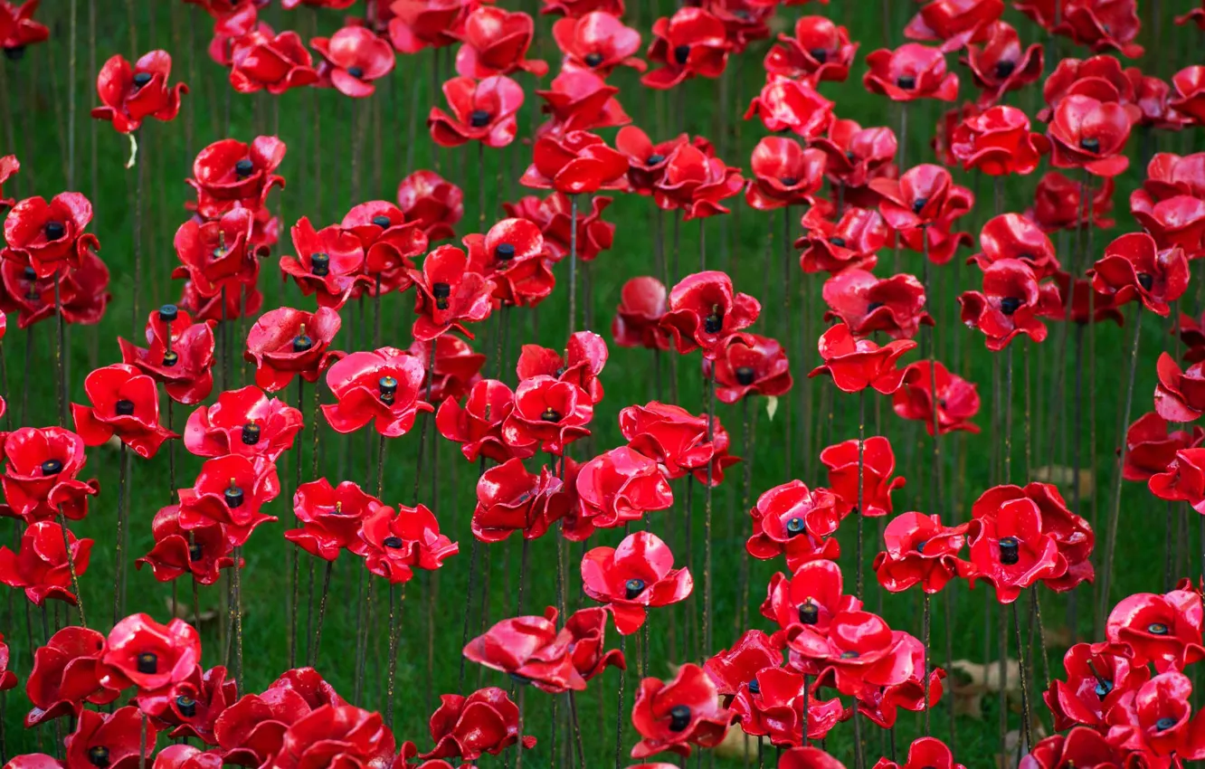 Photo wallpaper flowers, memory, England, London, Tower, ceramic poppies, The First World War