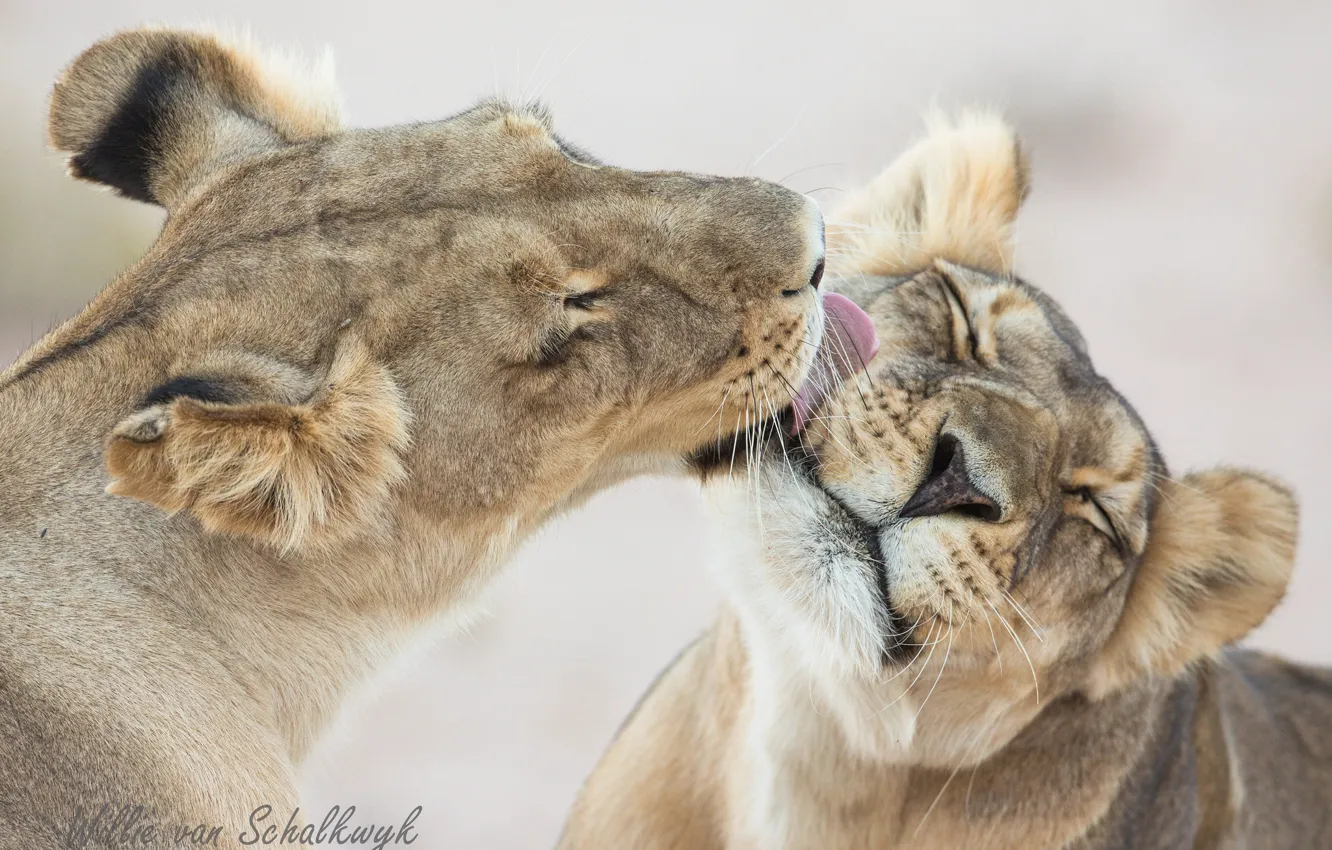 Photo wallpaper Leo, washing, Liza