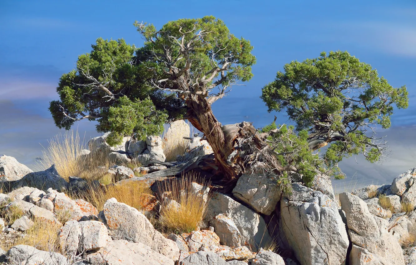 Photo wallpaper trees, stones, juniper, juniperus osteosperma