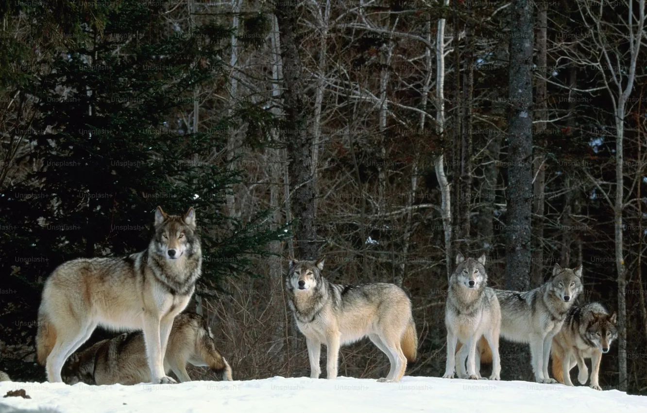 Photo wallpaper nature, Gray Wolf, face, animal, wolf, canis lupus, wildlife, head