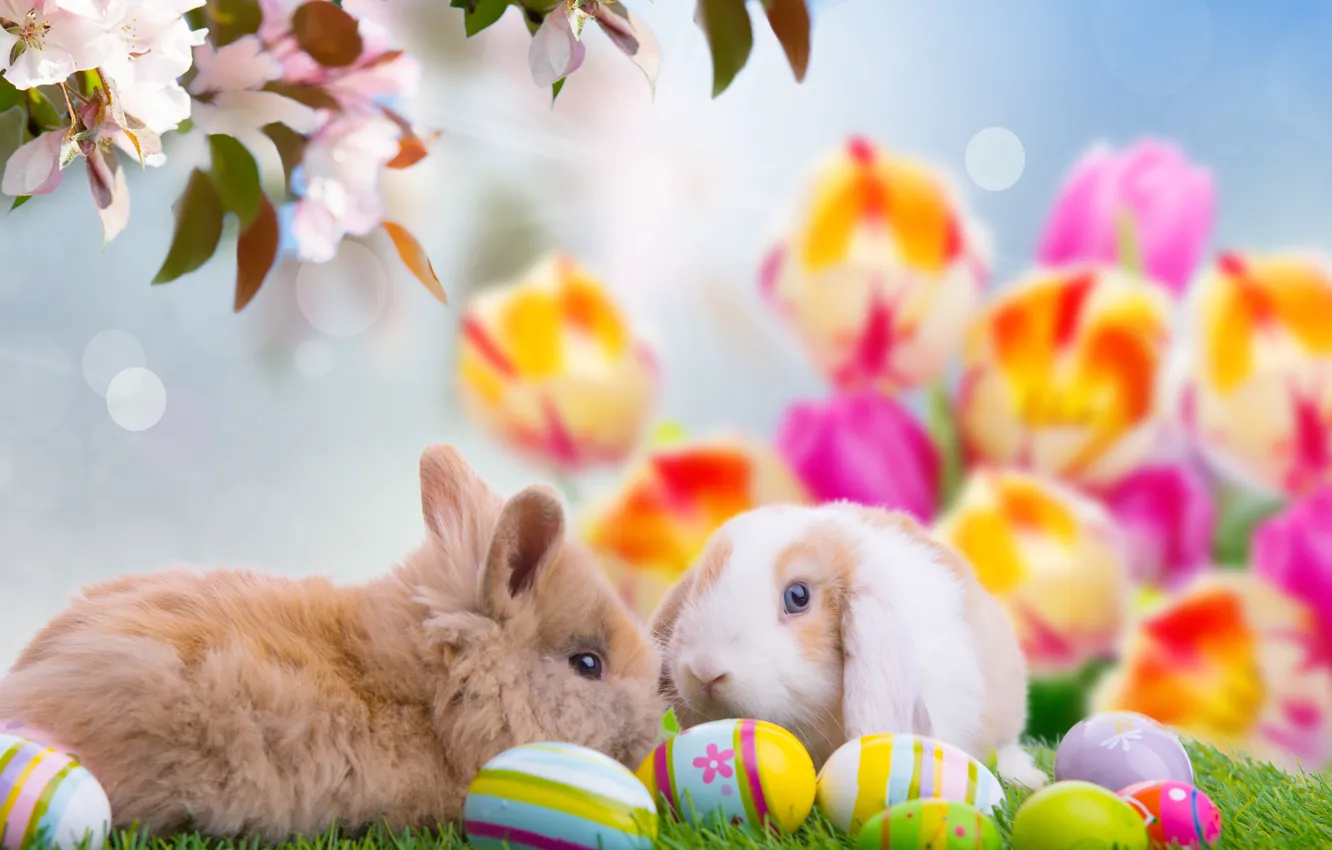 Photo wallpaper eggs, Easter, Easter eggs, Easter, happy easter