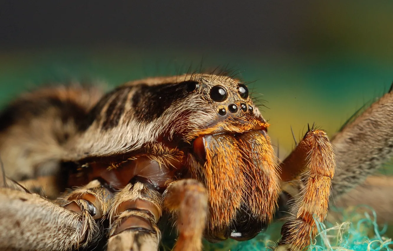 Photo wallpaper eyes, spider, looks, Mandibles