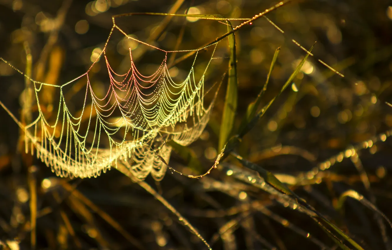 Photo wallpaper the sun, drops, Rosa, background, dawn, web, thread, thread grass