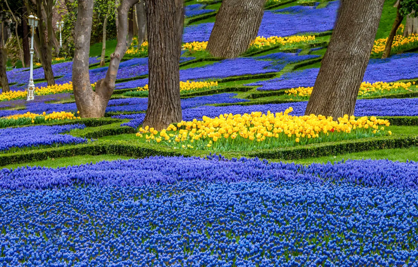 Photo wallpaper trees, flowers, blue, yellow, Park, glade, beauty, spring