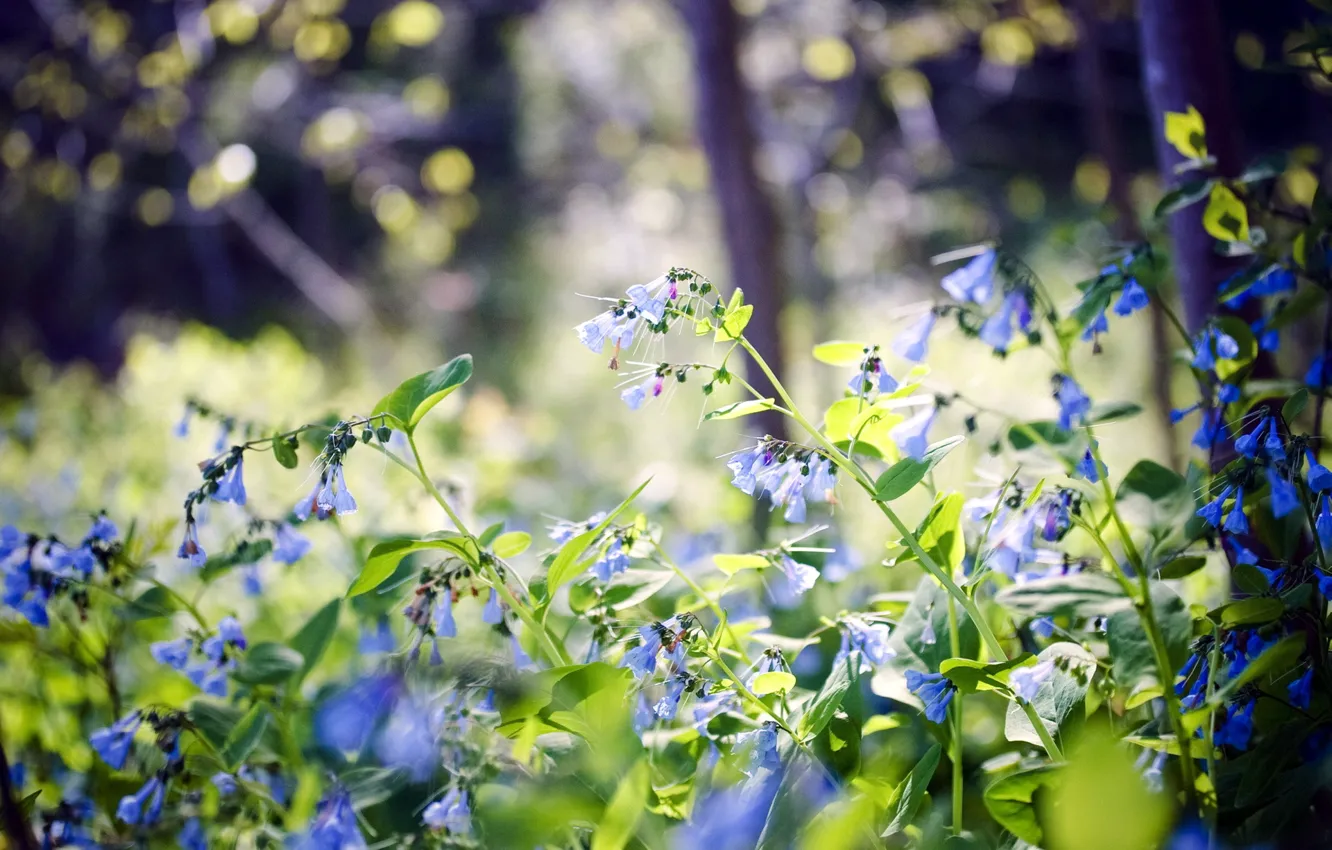 Photo wallpaper forest, summer, flowers, nature