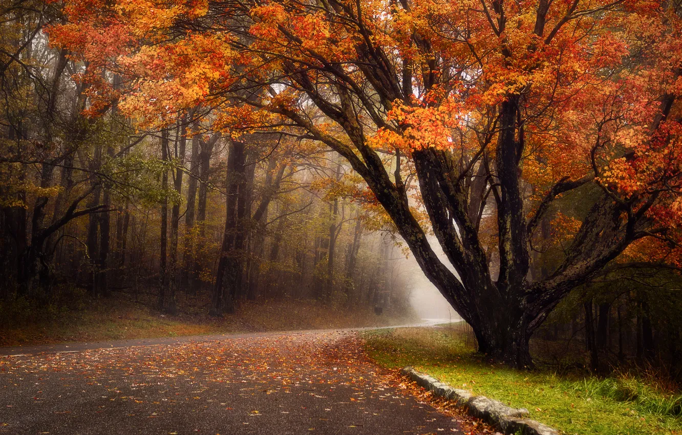 Photo wallpaper road, autumn, forest, nature, fog