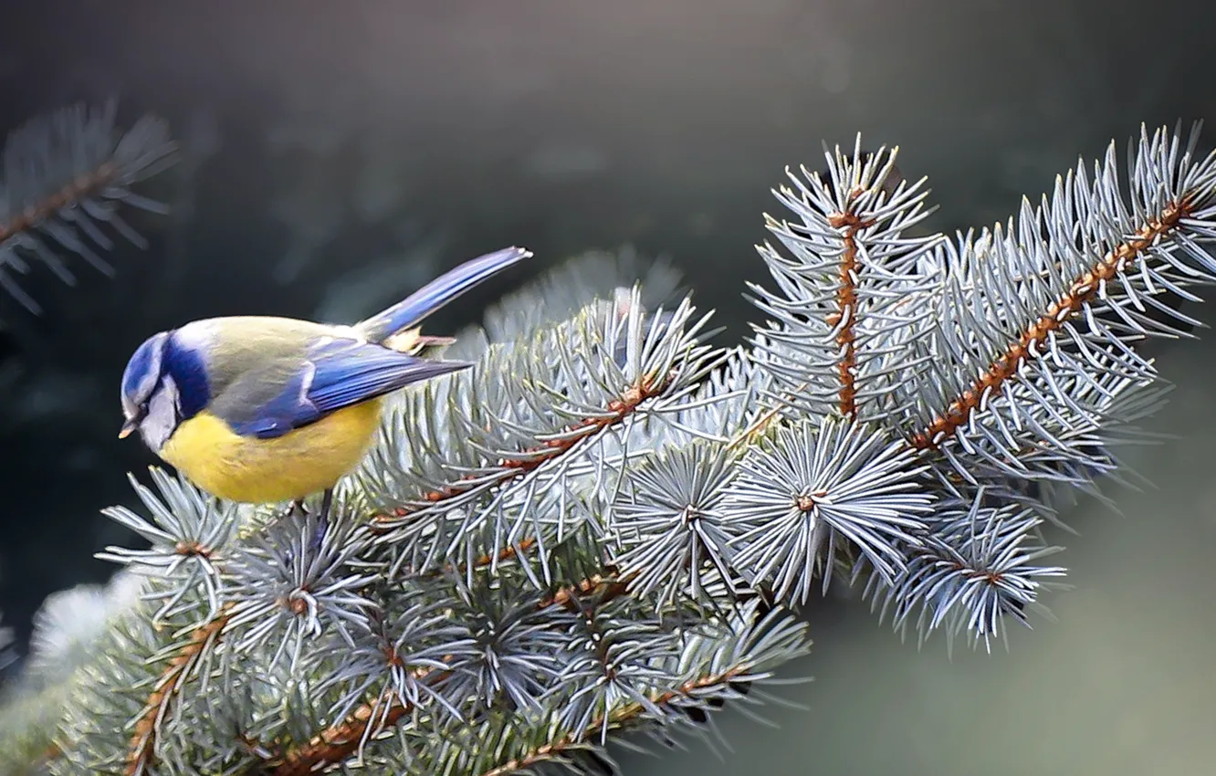 Photo wallpaper winter, branches, nature, bird, spruce, needles, tit
