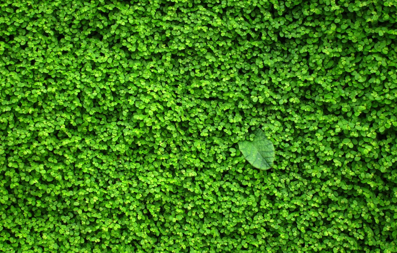 Photo wallpaper greens, wall, plant, leaves