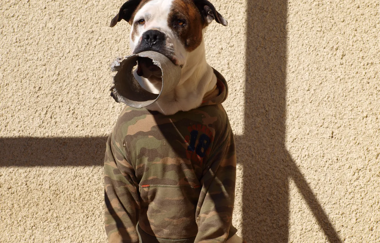 Photo wallpaper dog, military, readiness