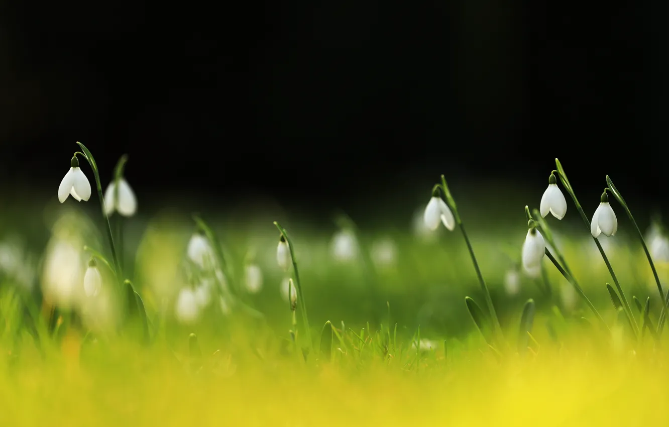 Photo wallpaper grass, flowers, glade, blur, spring, snowdrops, white, black background