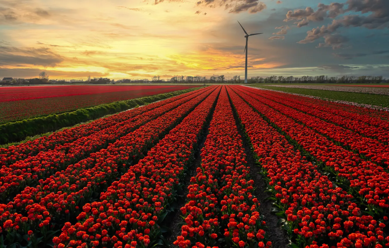 Photo wallpaper field, the sky, clouds, flowers, strip, view, spring, dal