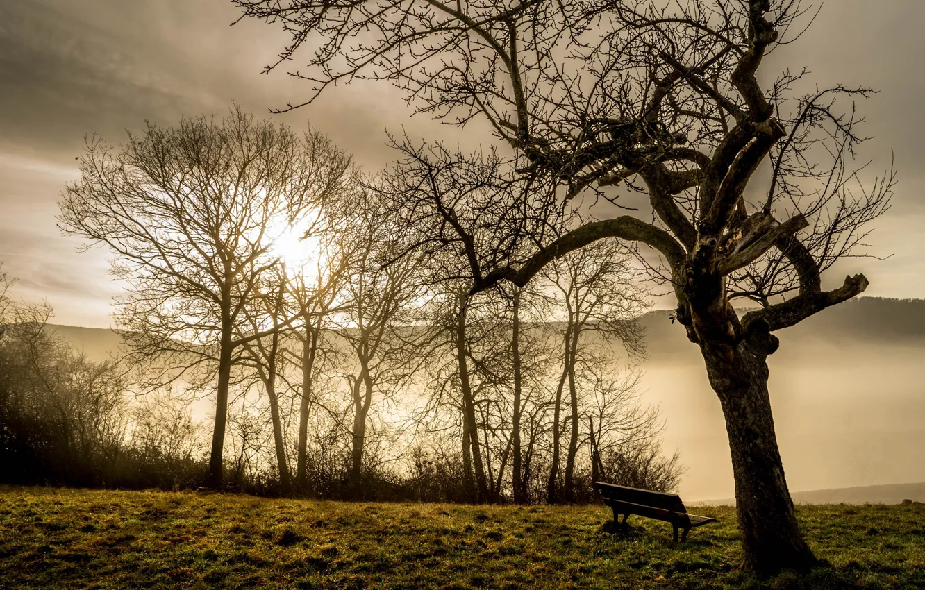 Photo wallpaper nature, fog, morning, bench