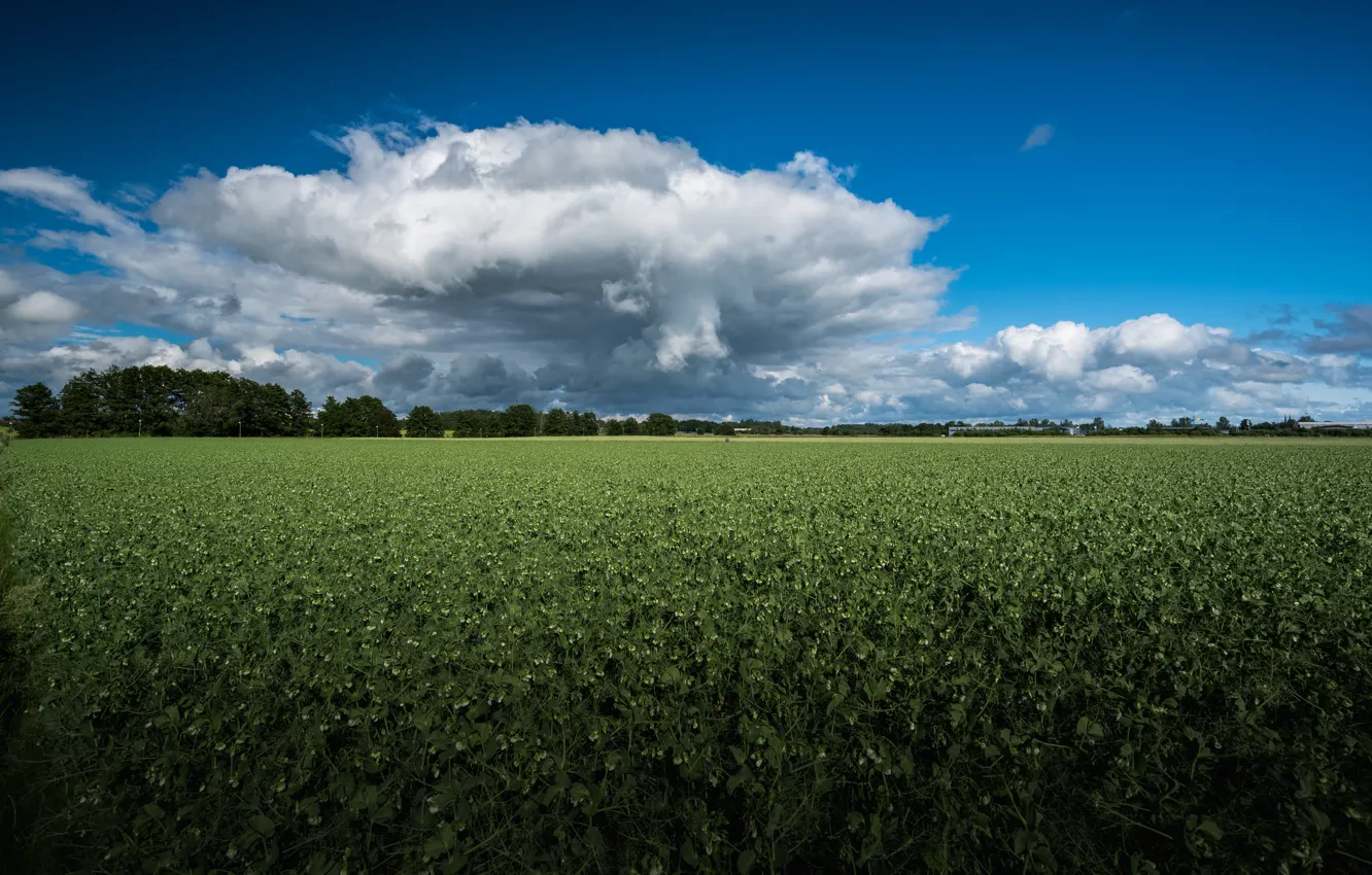 Photo wallpaper greens, field, the sky, clouds, blue, plantation