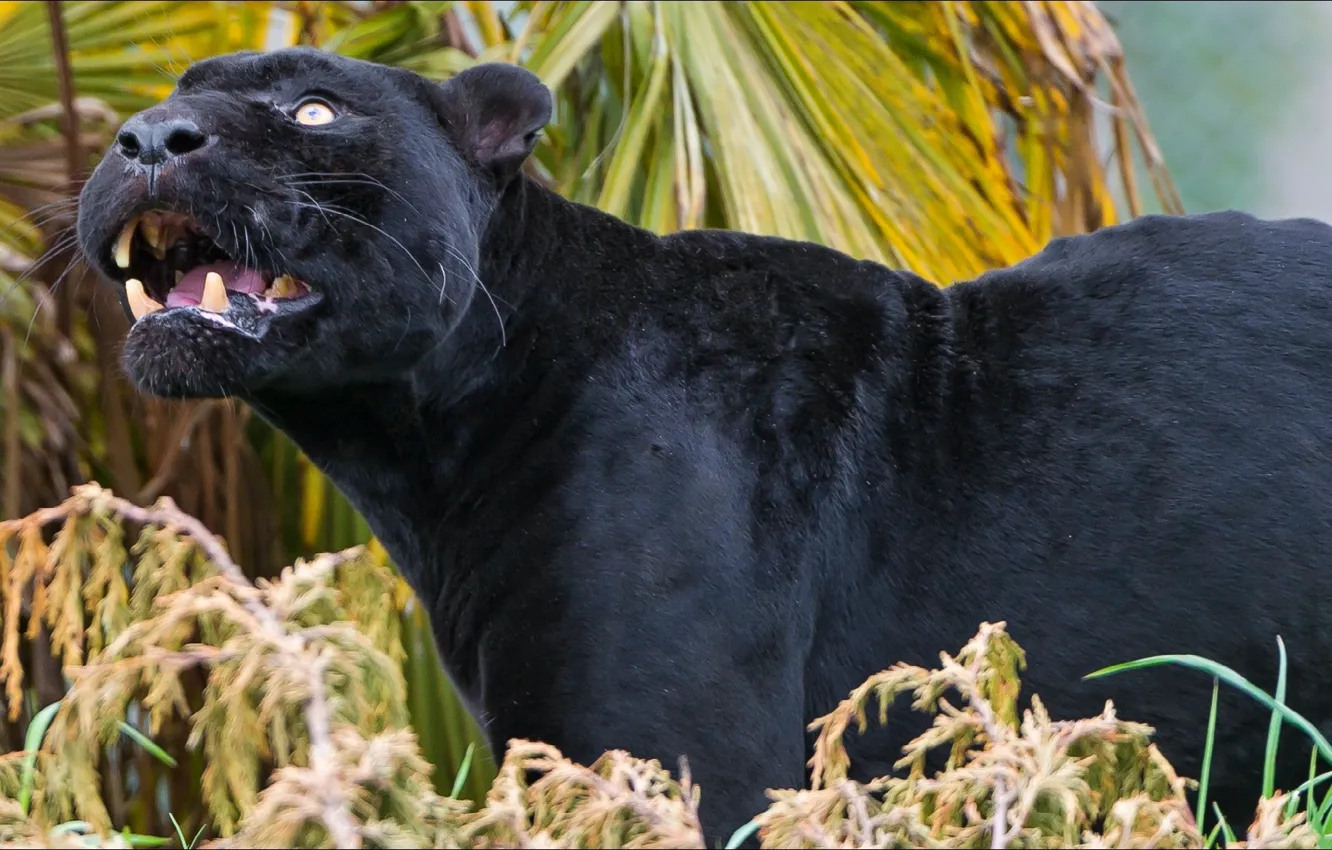Photo wallpaper animals, nature, Panther