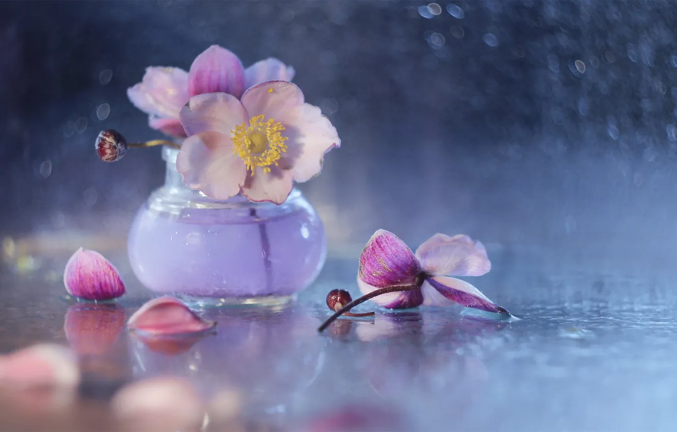 Photo wallpaper flowers, bokeh, anemones