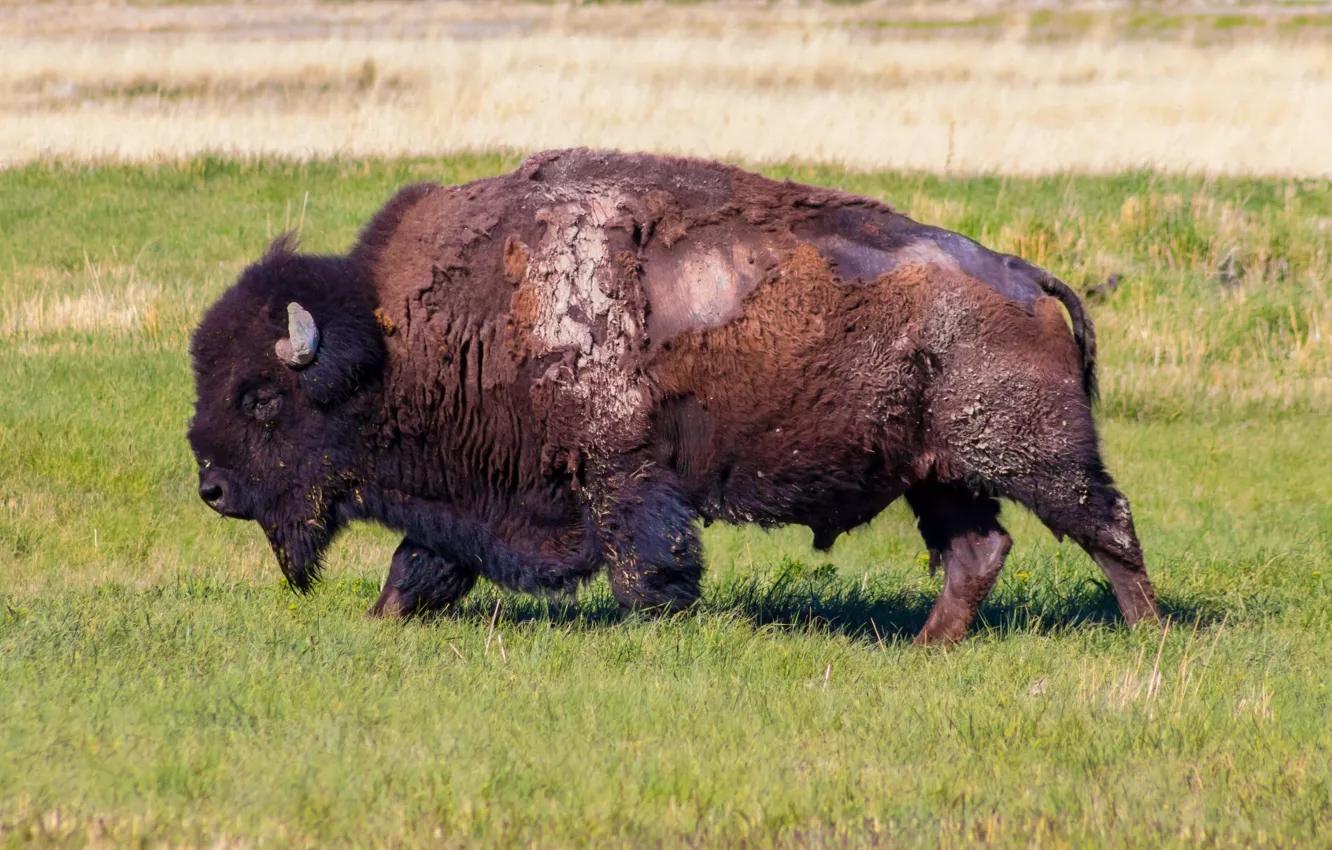 Photo wallpaper grass, field, animal, Bison, antelope island, Buffalo