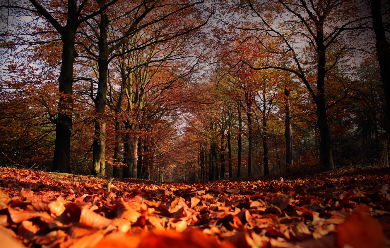 Photo wallpaper autumn, leaves, trees, falling leaves, Autumn