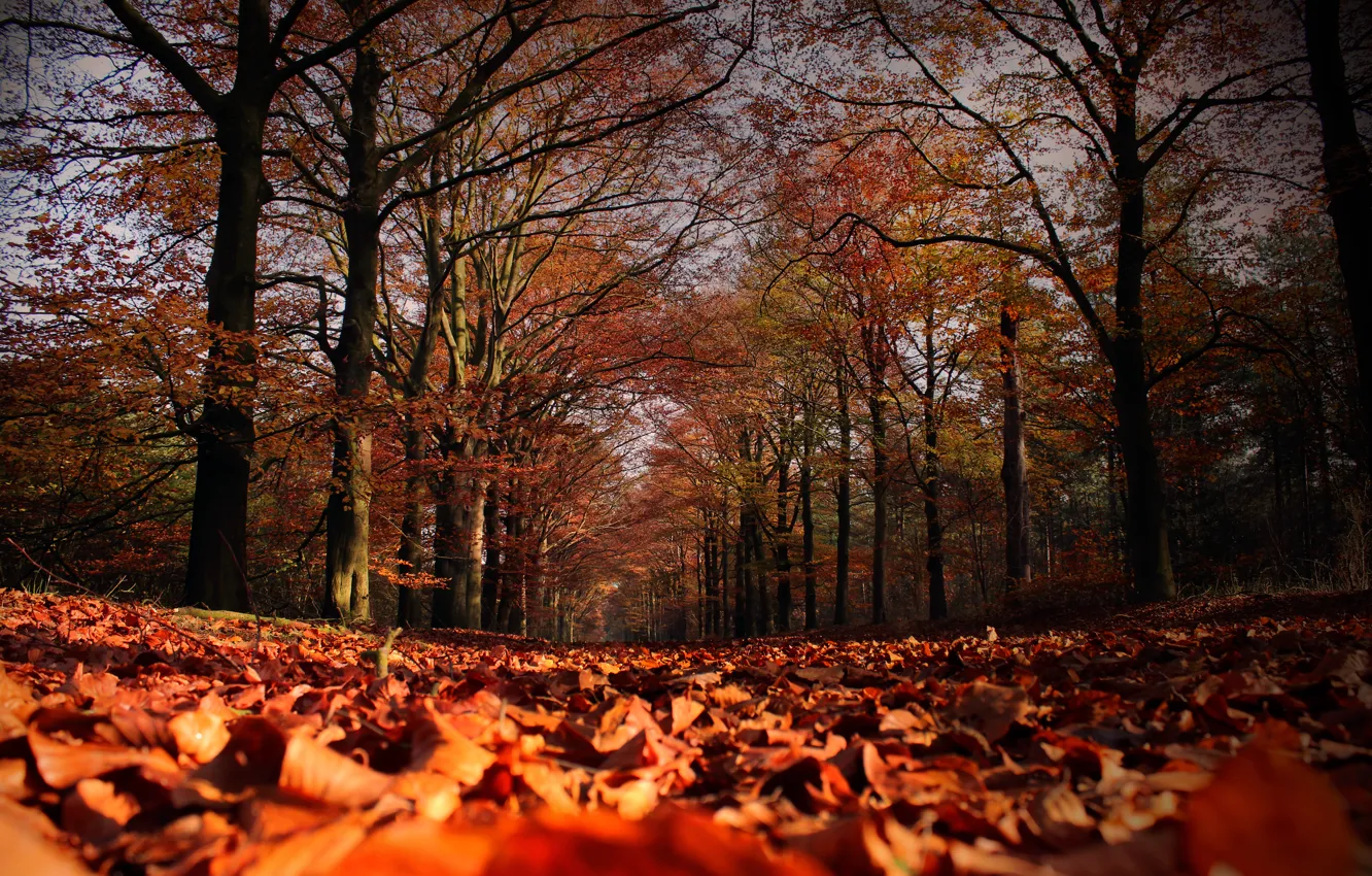 Photo wallpaper autumn, leaves, trees, falling leaves, autumn