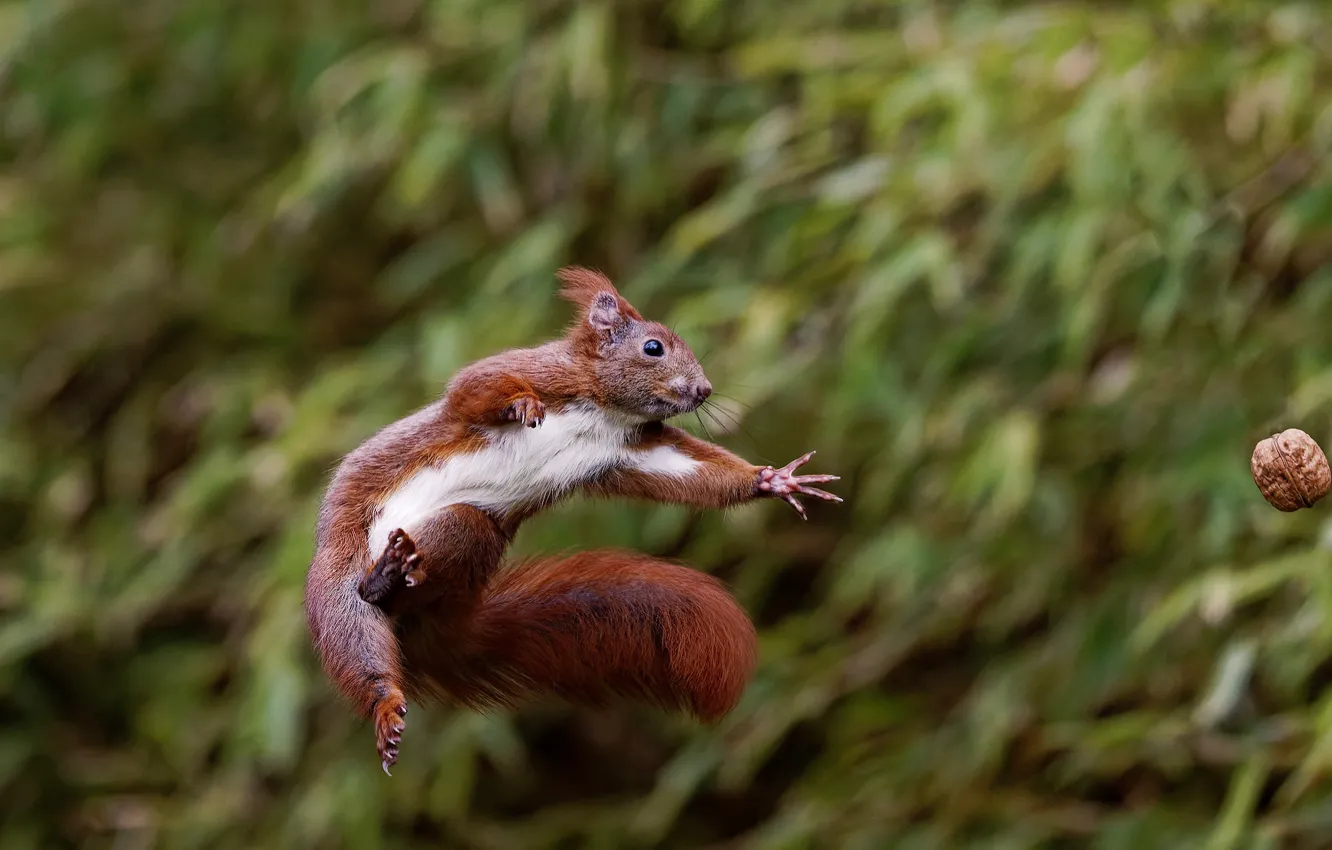 Photo wallpaper look, pose, jump, the game, legs, protein, nuts, bokeh