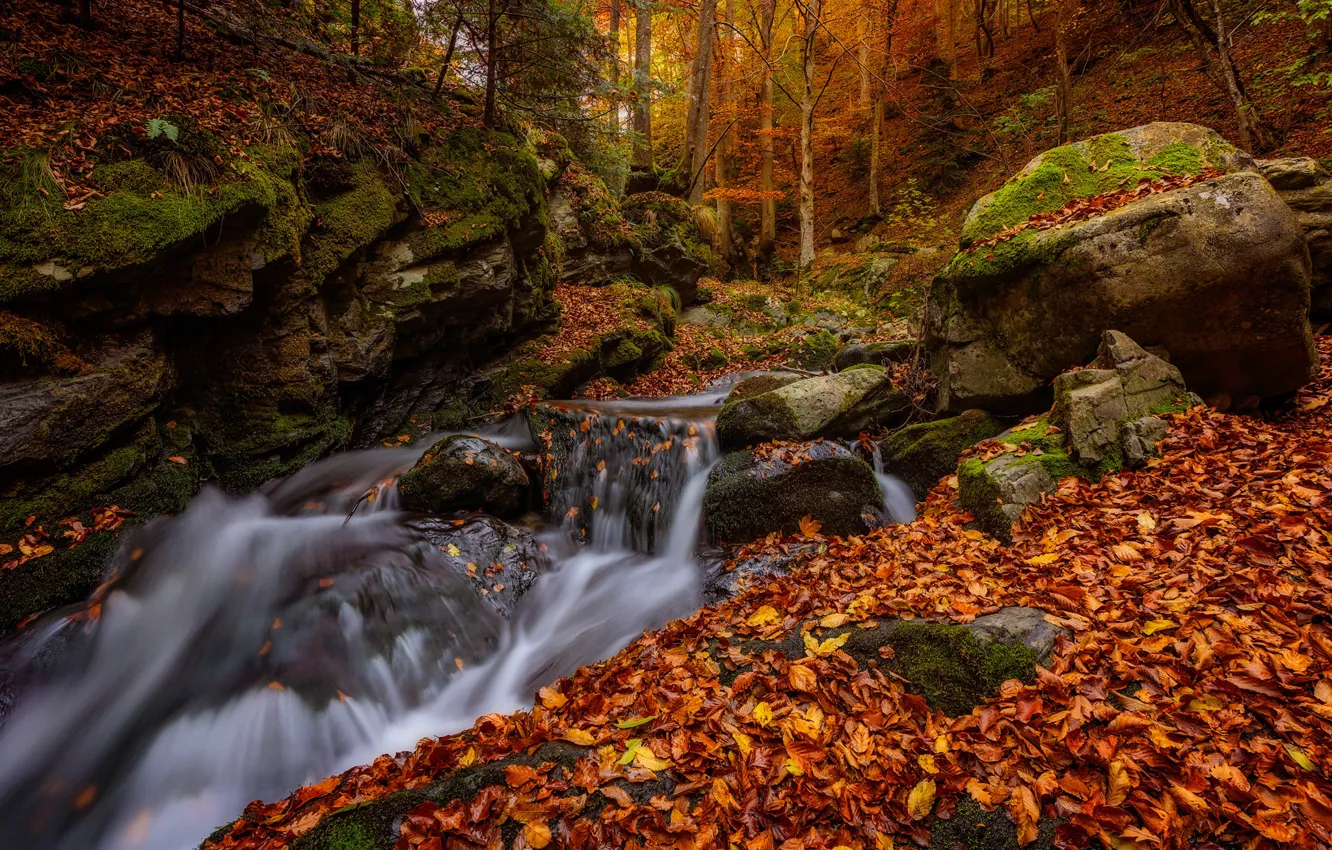 Photo wallpaper autumn, forest, leaves, stream, stones, foliage, river, Bulgaria
